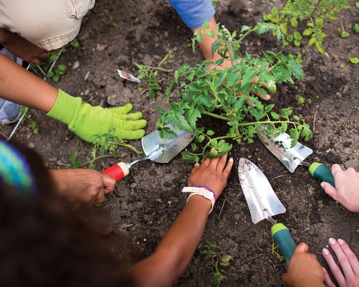 Group planting in garden